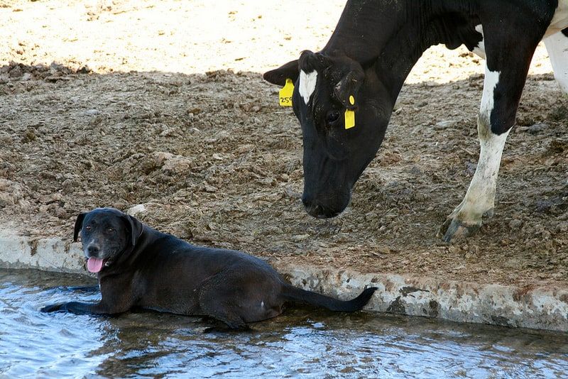 Camping with the Cows at Organic Pastures Dairy