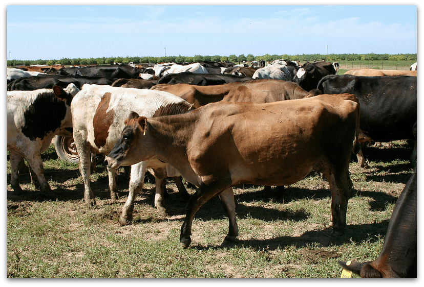 Camping with the Cows at Organic Pastures Dairy