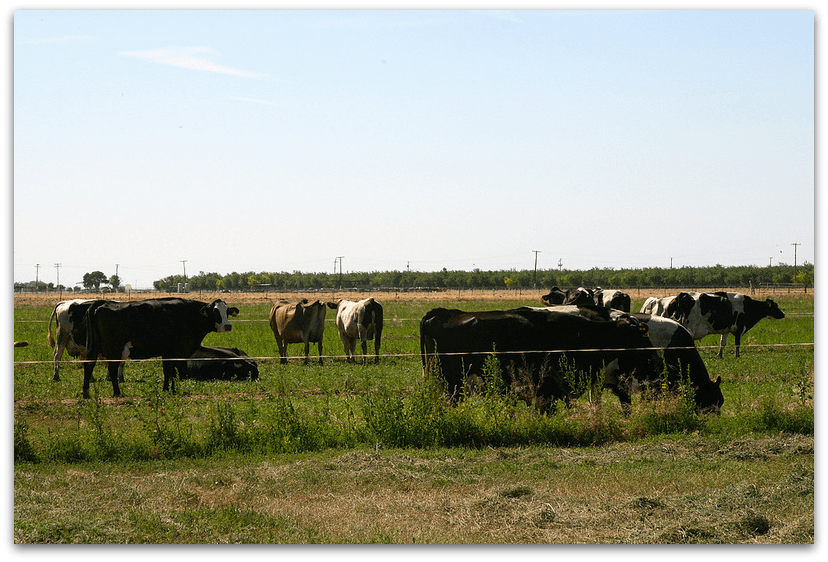Camping with the Cows at Organic Pastures Dairy