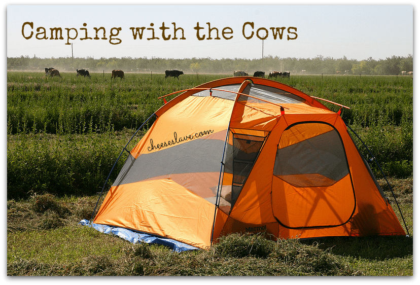 Camping with the Cows at Organic Pastures Dairy
