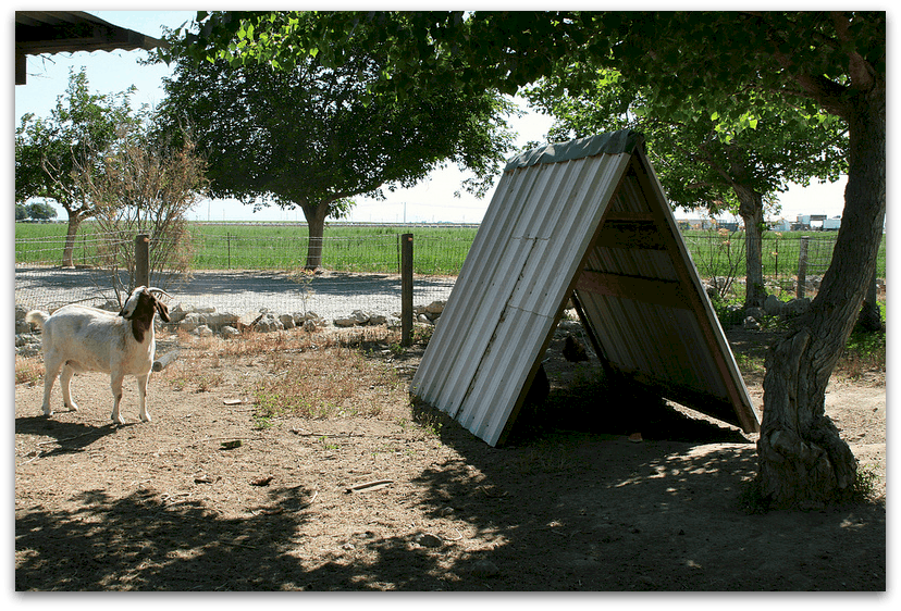 Camping with the Cows at Organic Pastures Dairy