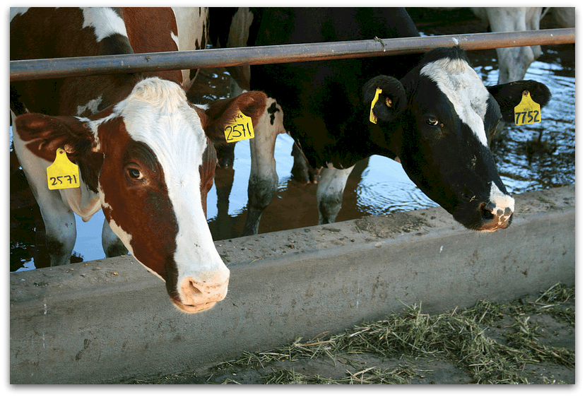 Camping with the Cows at Organic Pastures Dairy