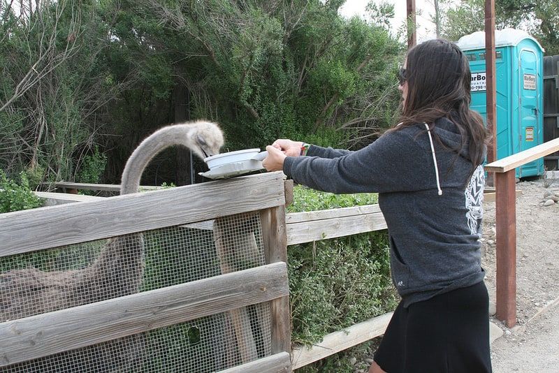 Organic Wine Country Weekend in Southern California part 2 -- Emily Feeding an Ostrich