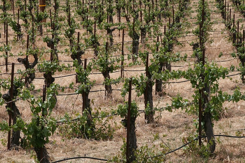 Organic Wine Country Weekend in Southern California part 2