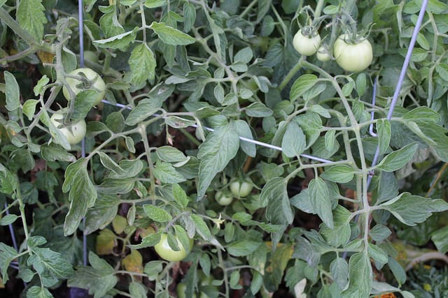 garden04