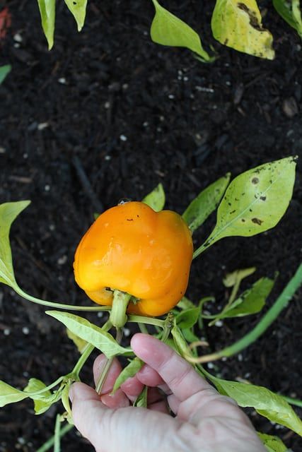 garden11