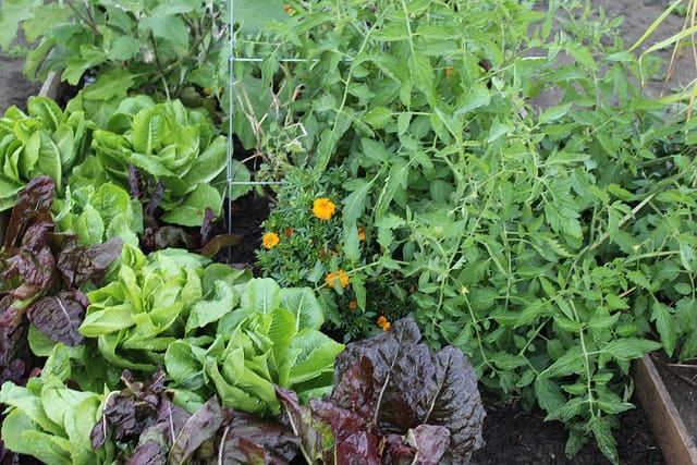 garden15