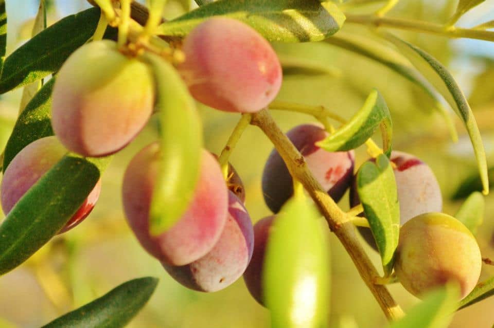 Is Your Olive Oil Fake?