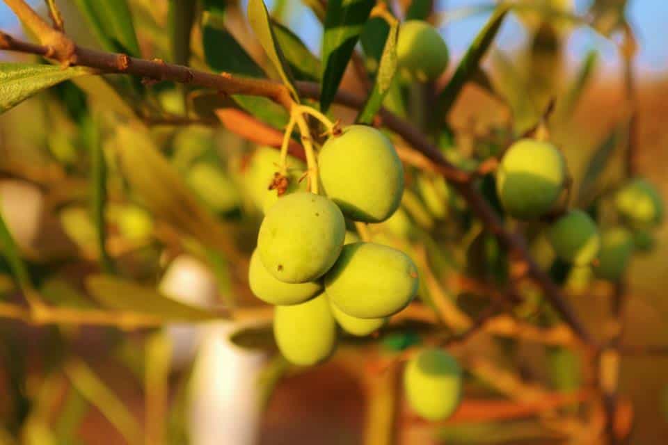 Is Your Olive Oil Fake?