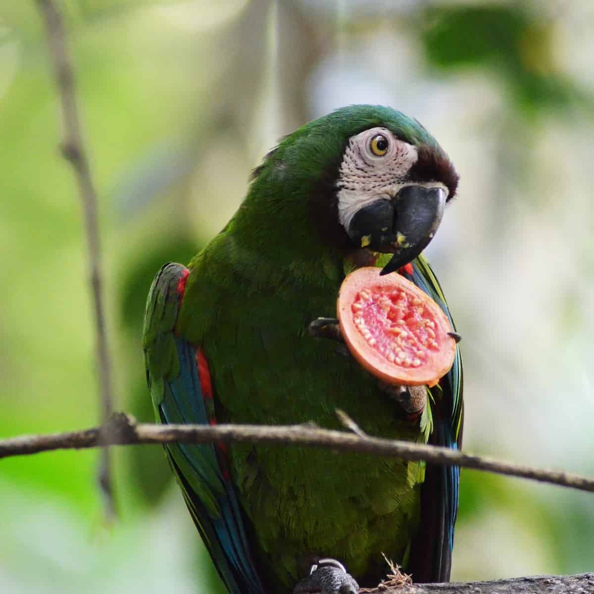 Biodiversity Colombia