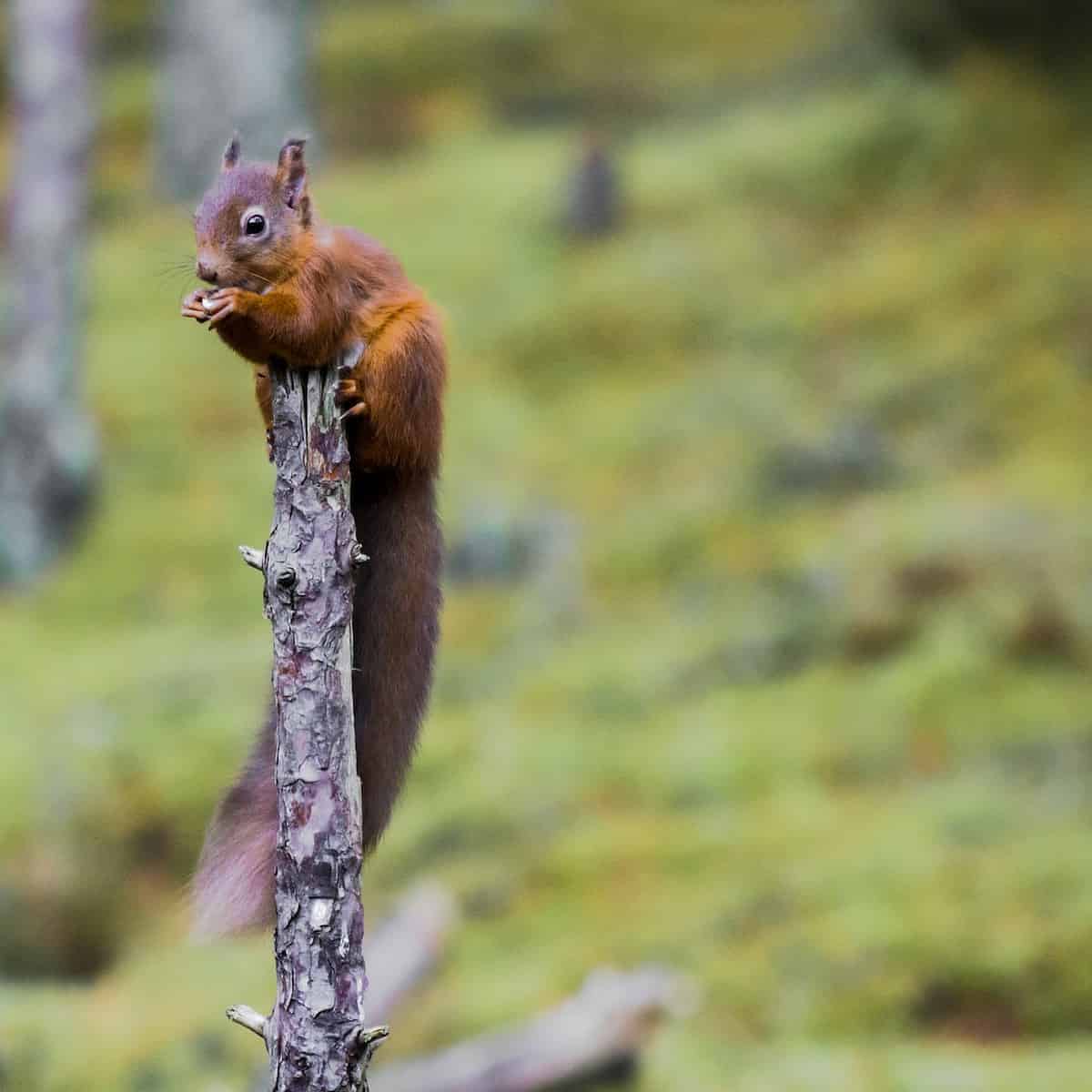 Cairngorms National Park&nbsp;Scotland 
