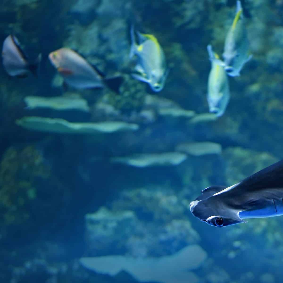 Cairns City Aquarium