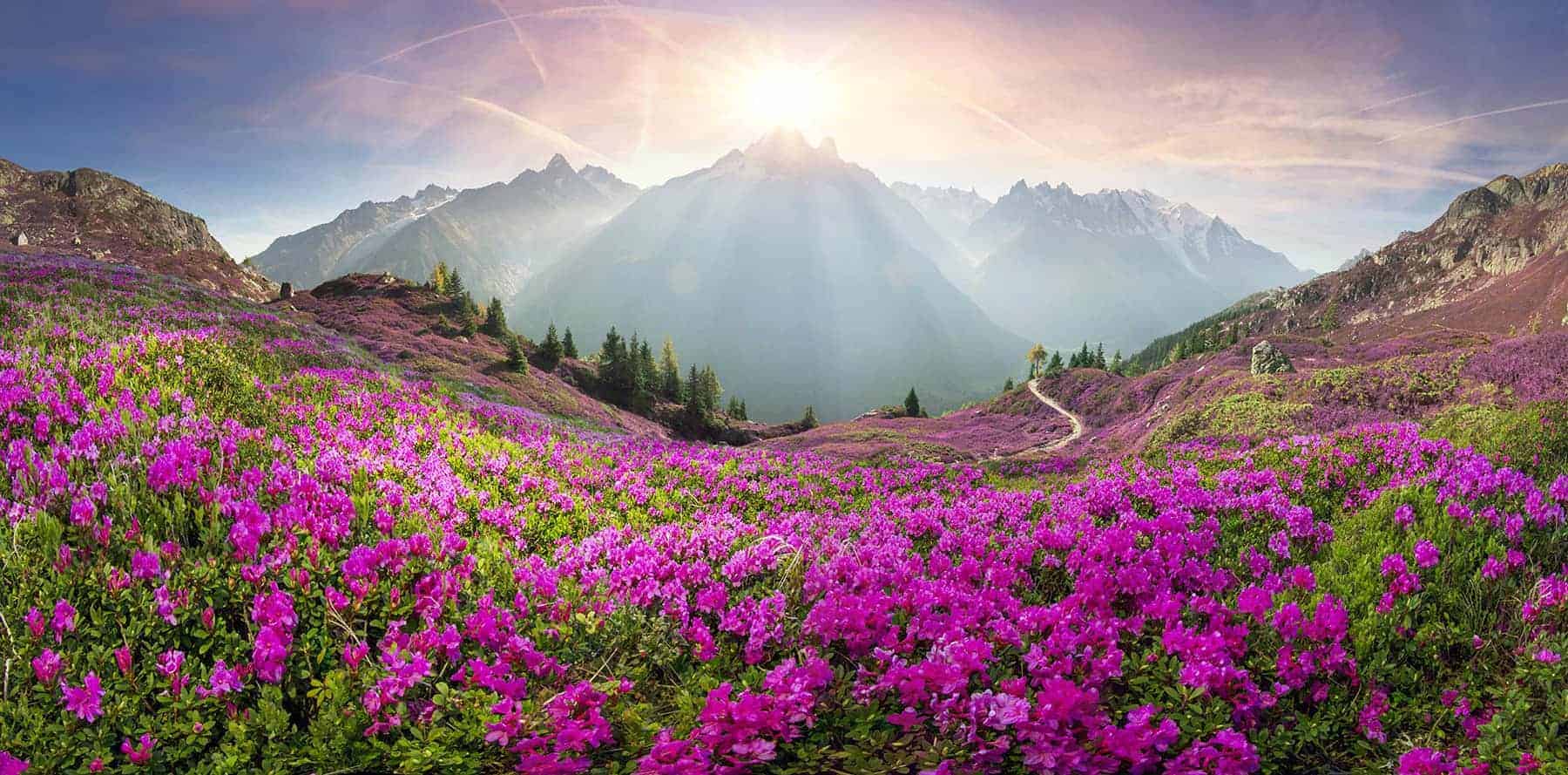 Alpine rhododendrons on the mountain fields of Chamonix