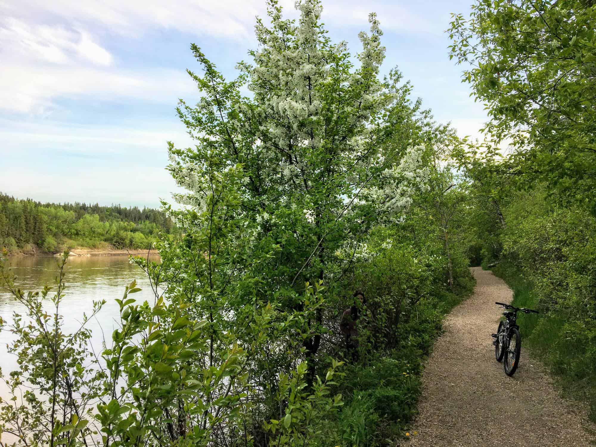 A bike trail in Edmonton