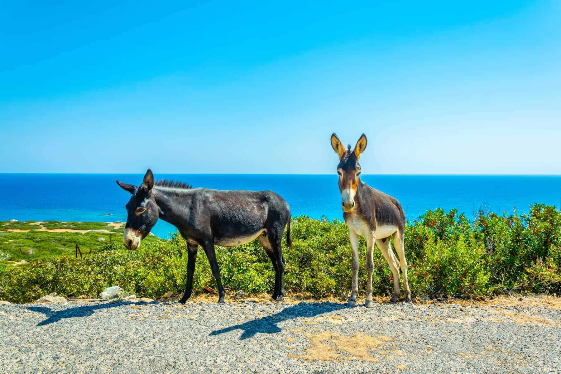 Best places to live in North Cyprus - Karpaz National Park, North Cyprus