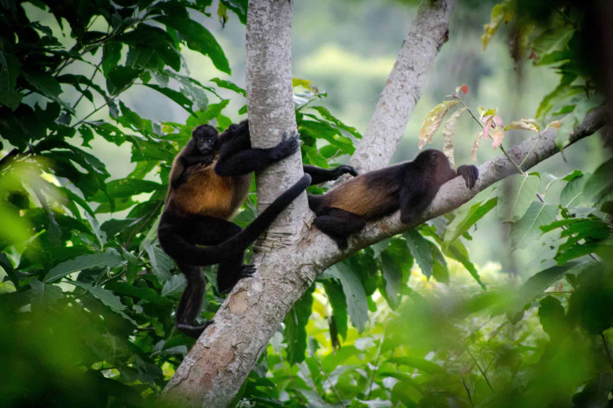 Howler monkeys in Santa Teresa.