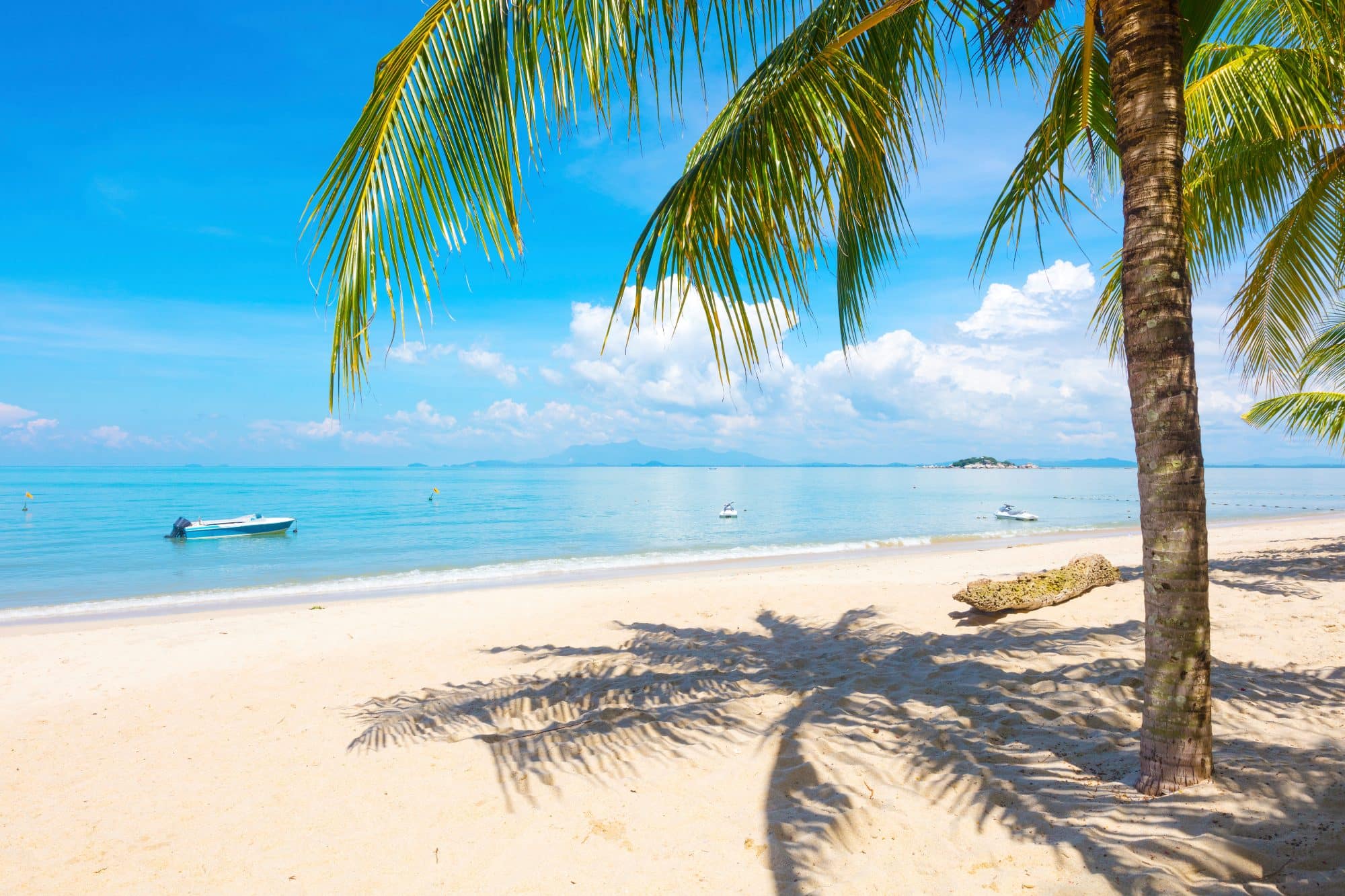 Palm tree casting shadows at beach in Penang, Malaysia Asia