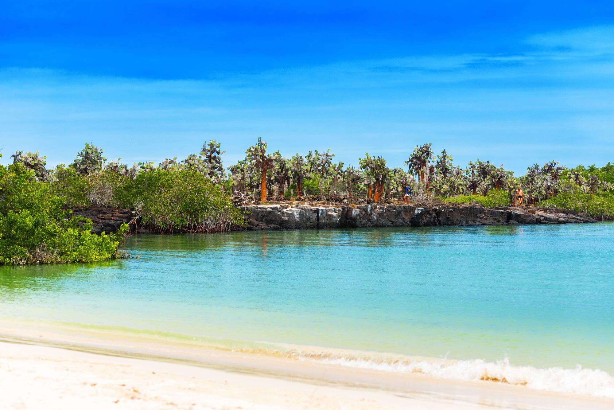 View of the sandy beach and cactus grove, Santa Cruz Island-Port Ayora, Galapagos Island.