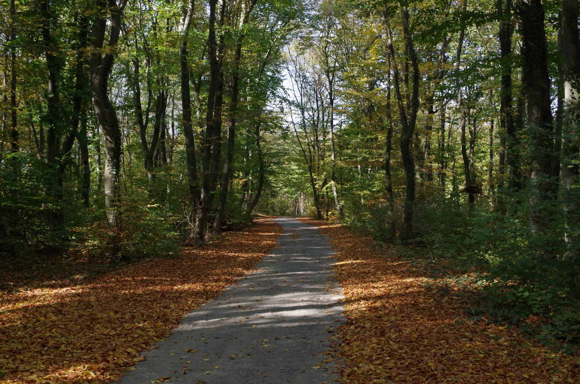 Northeastern parts of Bulgaria are packed with wonderful forest walks.