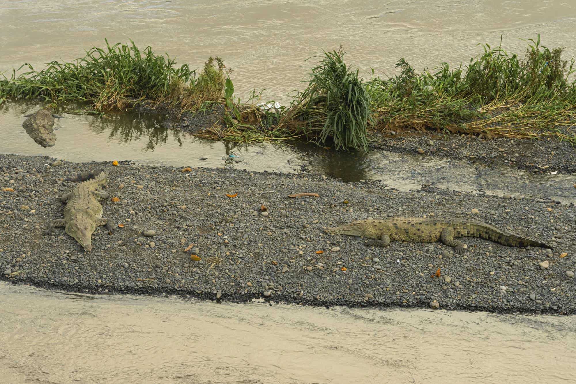 Crocodiles in the Tarcoles River