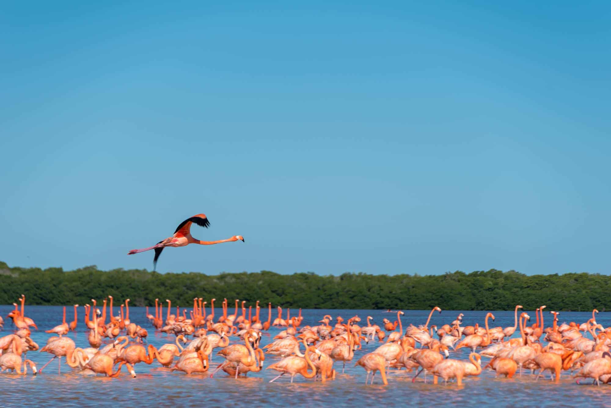 Living in the Yucatan