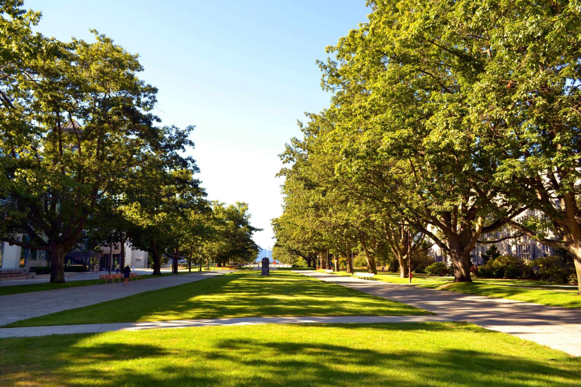 A green park with tall trees and manicured lawns