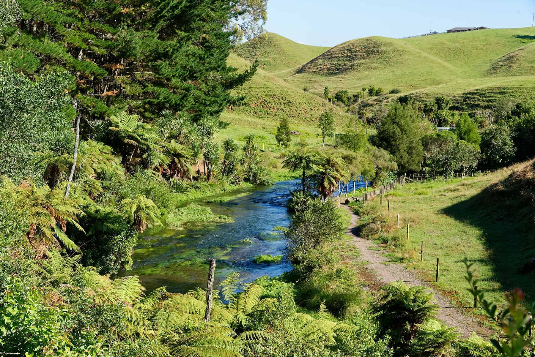 Lush green rural scenery in Waikato.