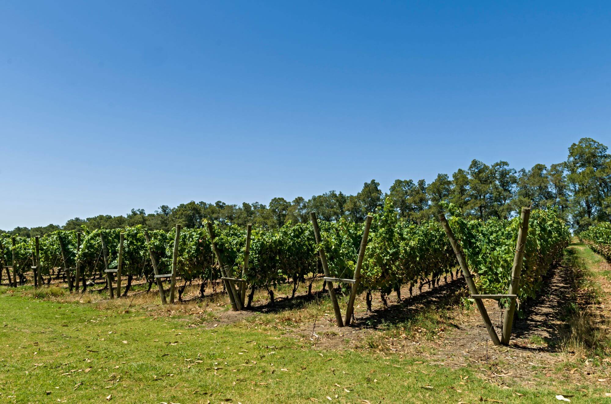 Grapes growing on a slope of a hill in one of the Uruguay's winery