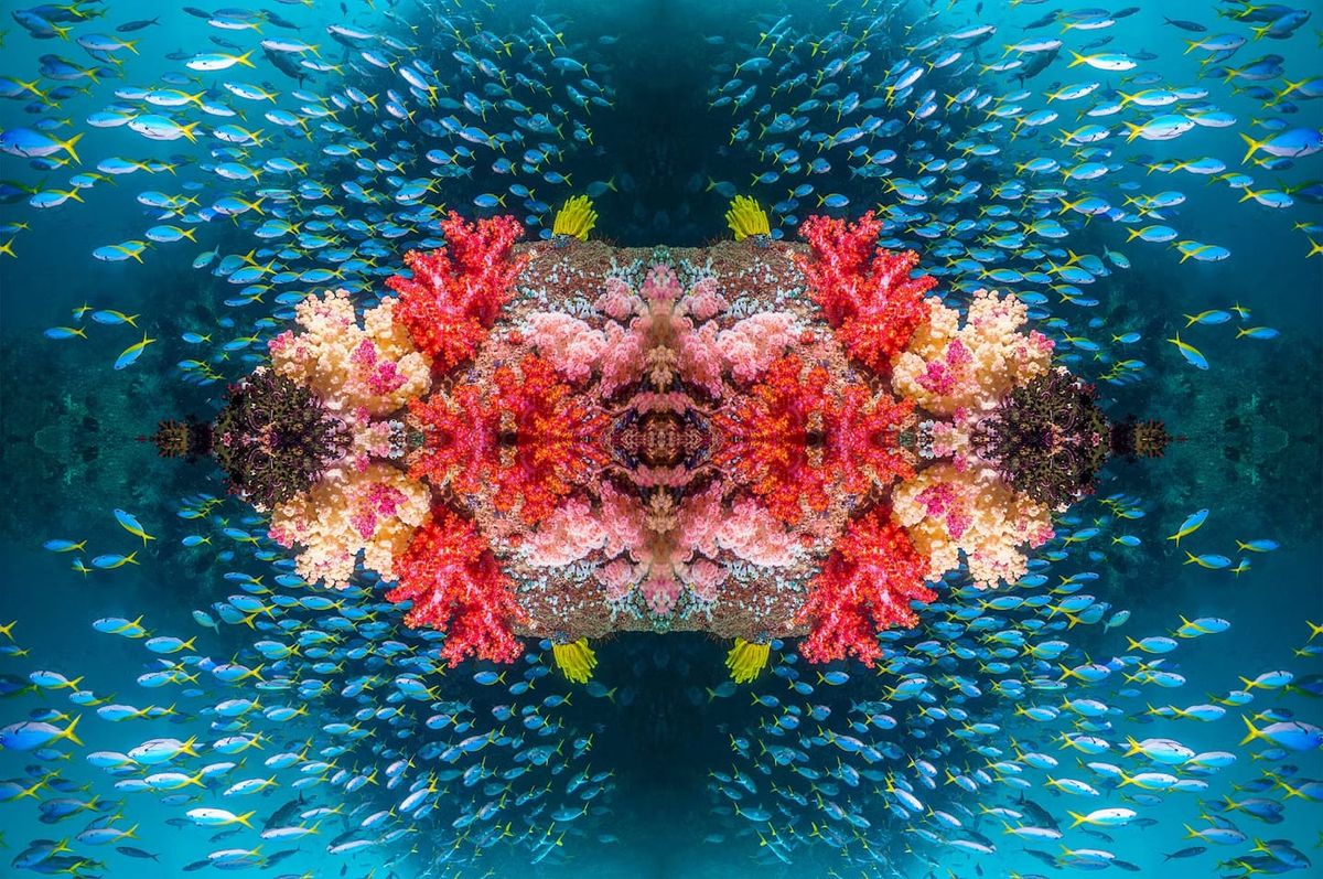 Caleidoscopische reefs