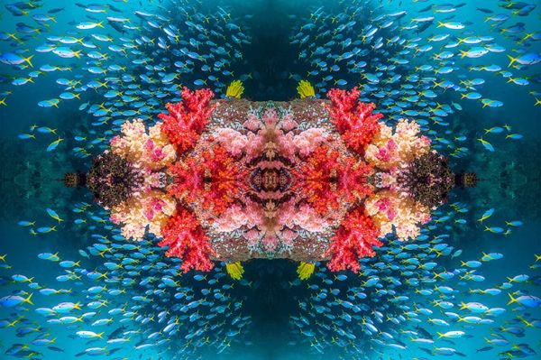 Caleidoscopische reefs