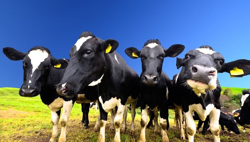 Türkei weist holländische Kühe aus