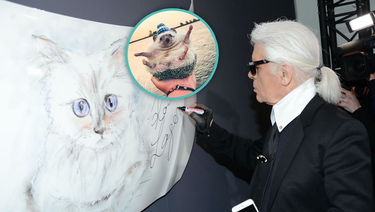 Prominente Instagram Tiere