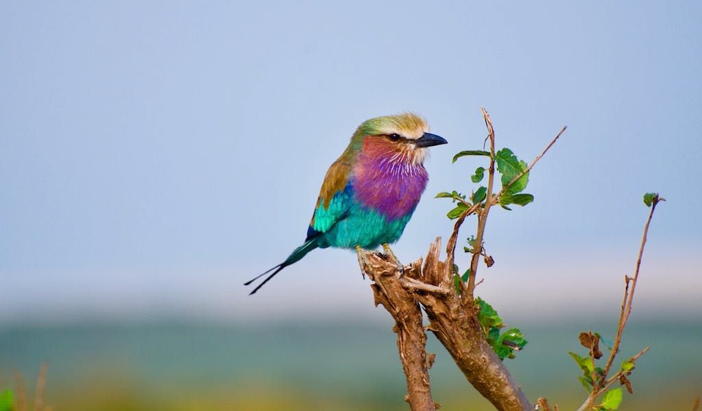 Alltagsfragen schlafende Vögel