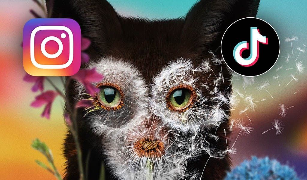 Musiker soziale Medien