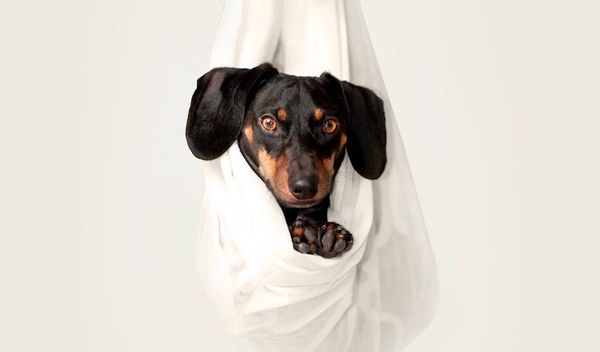 Does the dog die