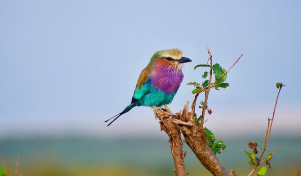 Alltagsfragen schlafende Vögel