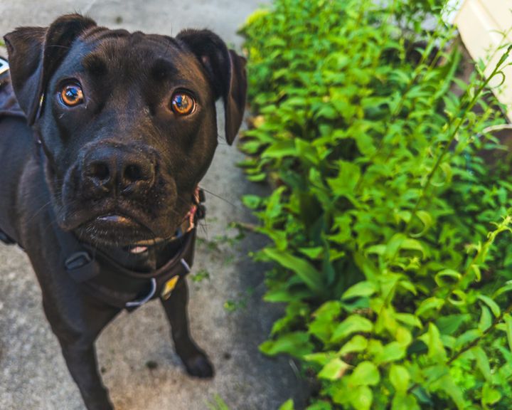 Living With the Black Dog