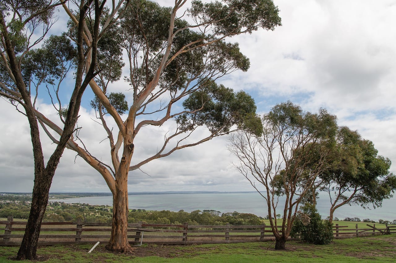 ocean, coast, sea, nature, water, landscape, seascape, trees, view, outlook, countryside, calm, coastline, shore, relaxing, scenery, coastal, tranquil, peaceful — photo from Pixabay