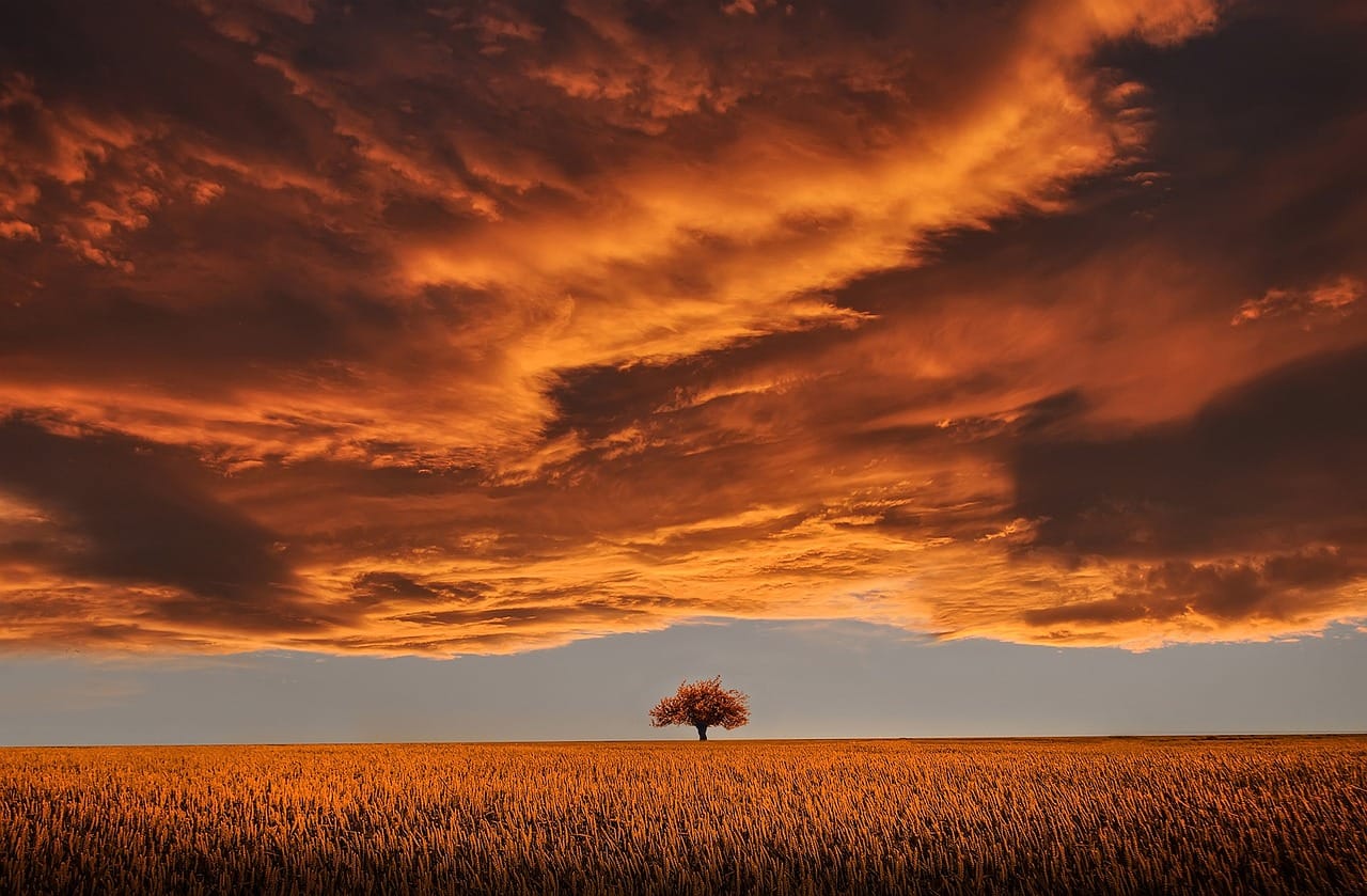 tree, field, sunset, clouds, sky, horizon, single tree, meadow, nature, dusk, twilight, overcast, overcast sky, rural, countryside, orange sky — photo from Pixabay