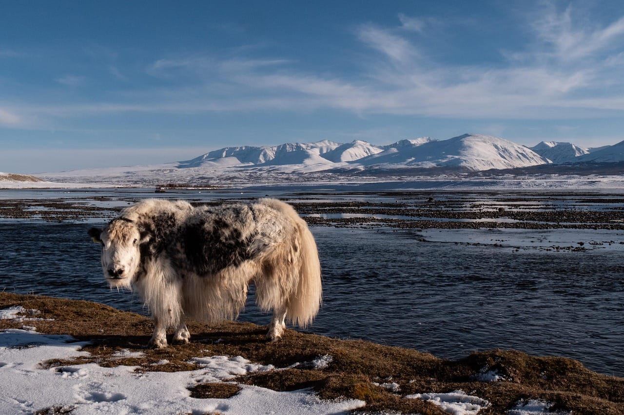 yak, mountains, mountain range, nature, khoton lake, altai, landscape, mongolia — photo from Pixabay