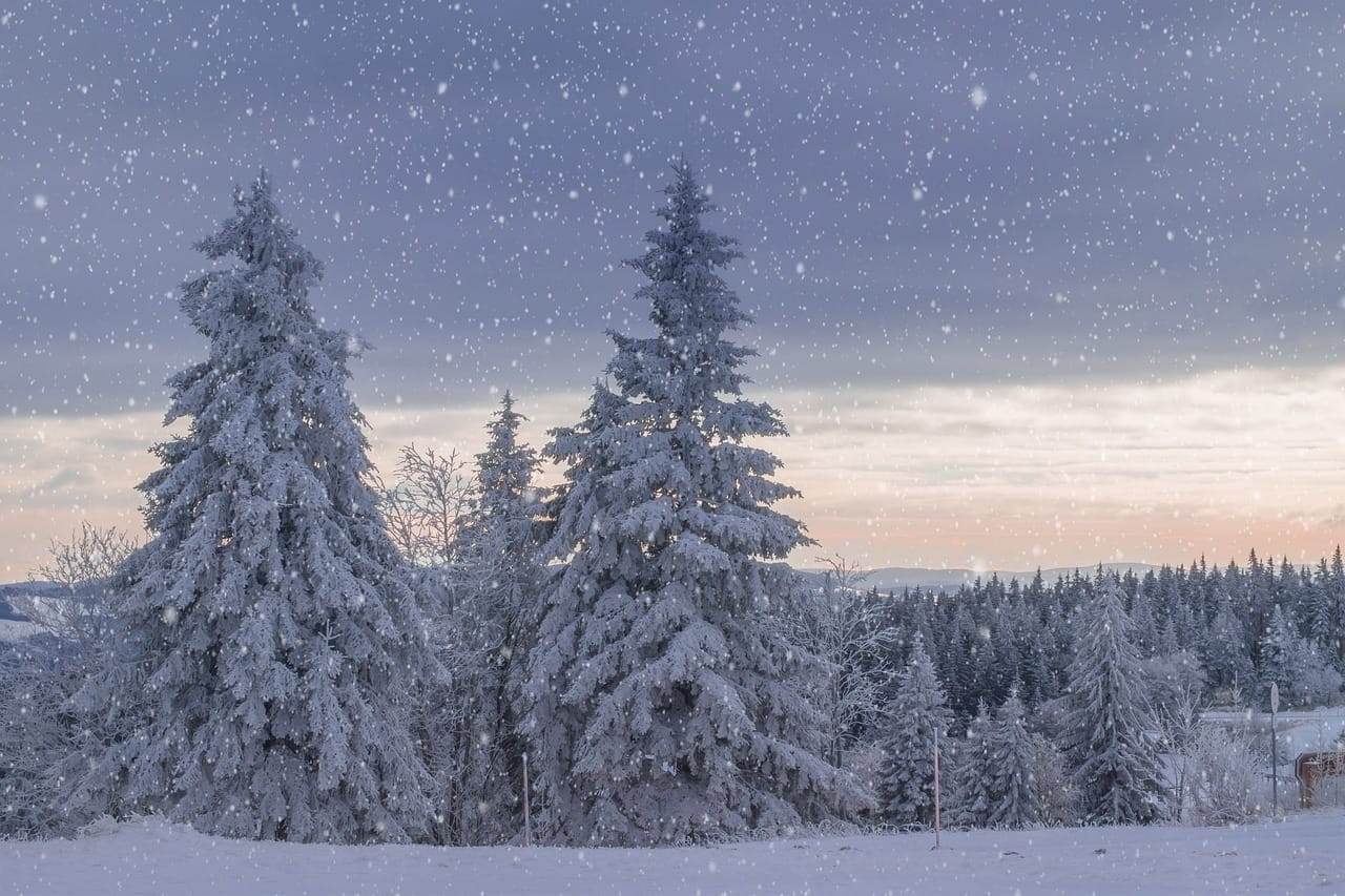 winter landscape, trees, frost, snow, frozen, nature, wintry, cold, icy, mood, winter magic, landscape, forest, black forest — photo from Pixabay