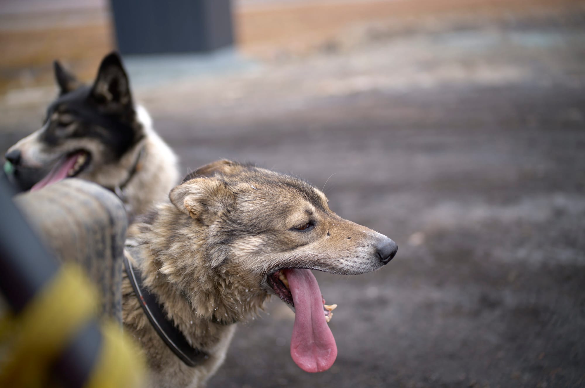 Two dogs with tongues hanging out.