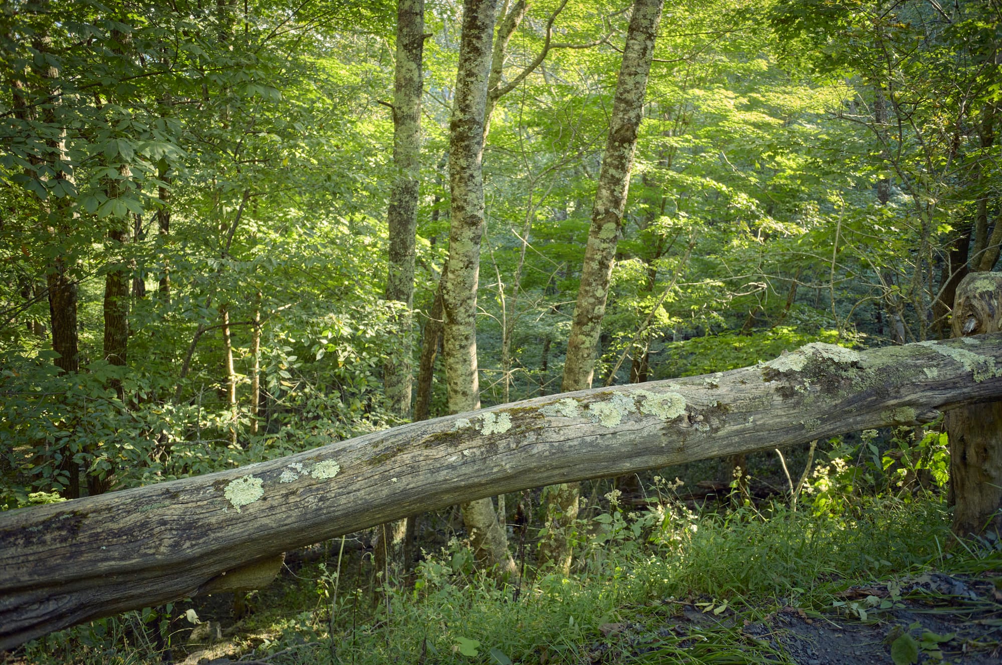 yellow sunlight through the trees and a lichen covered log