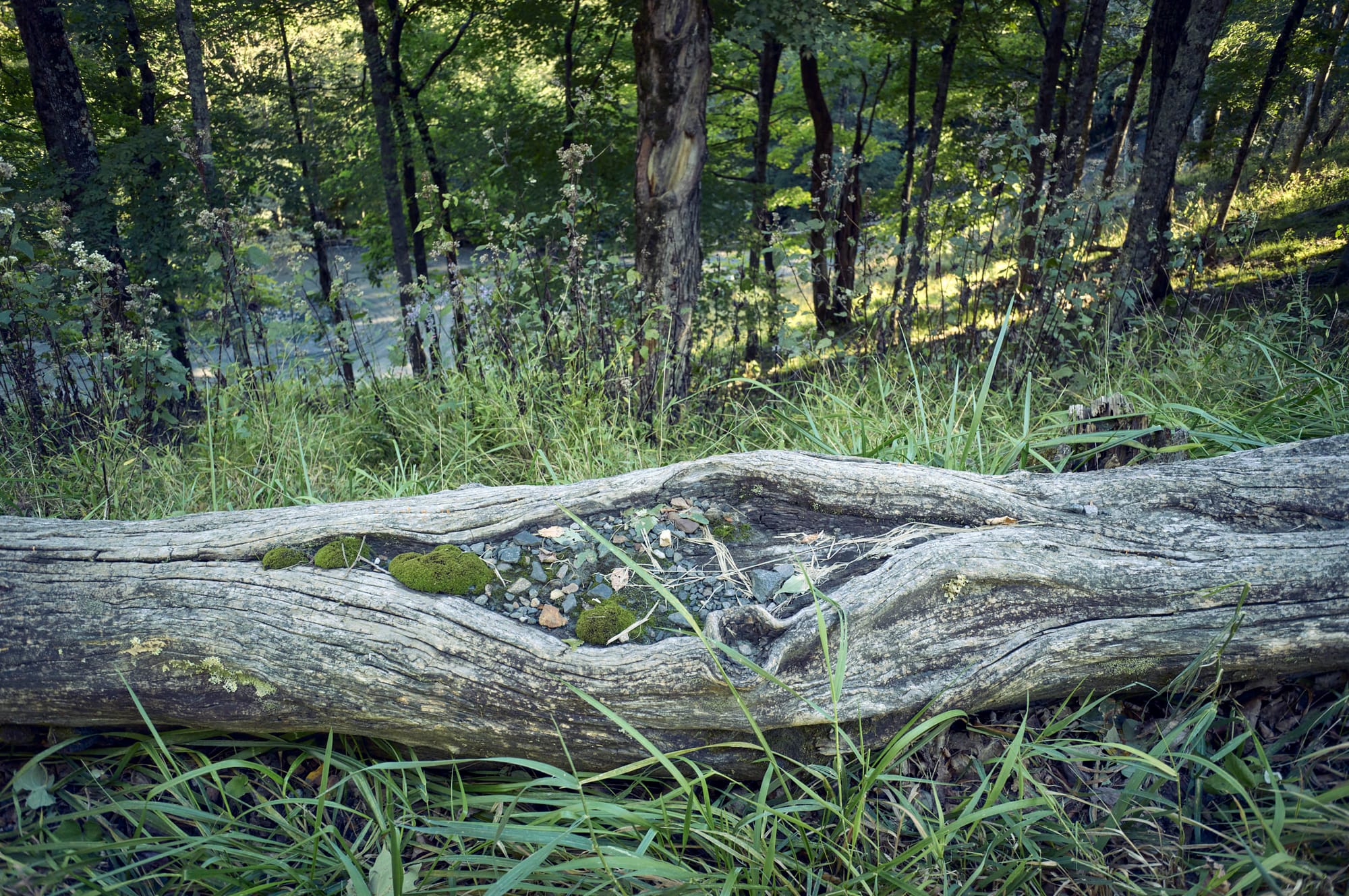 old log split in the middle with rocks and moss