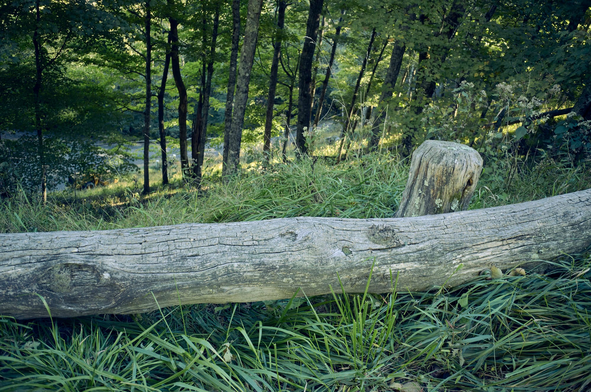 log rails looking down the bank to a road below