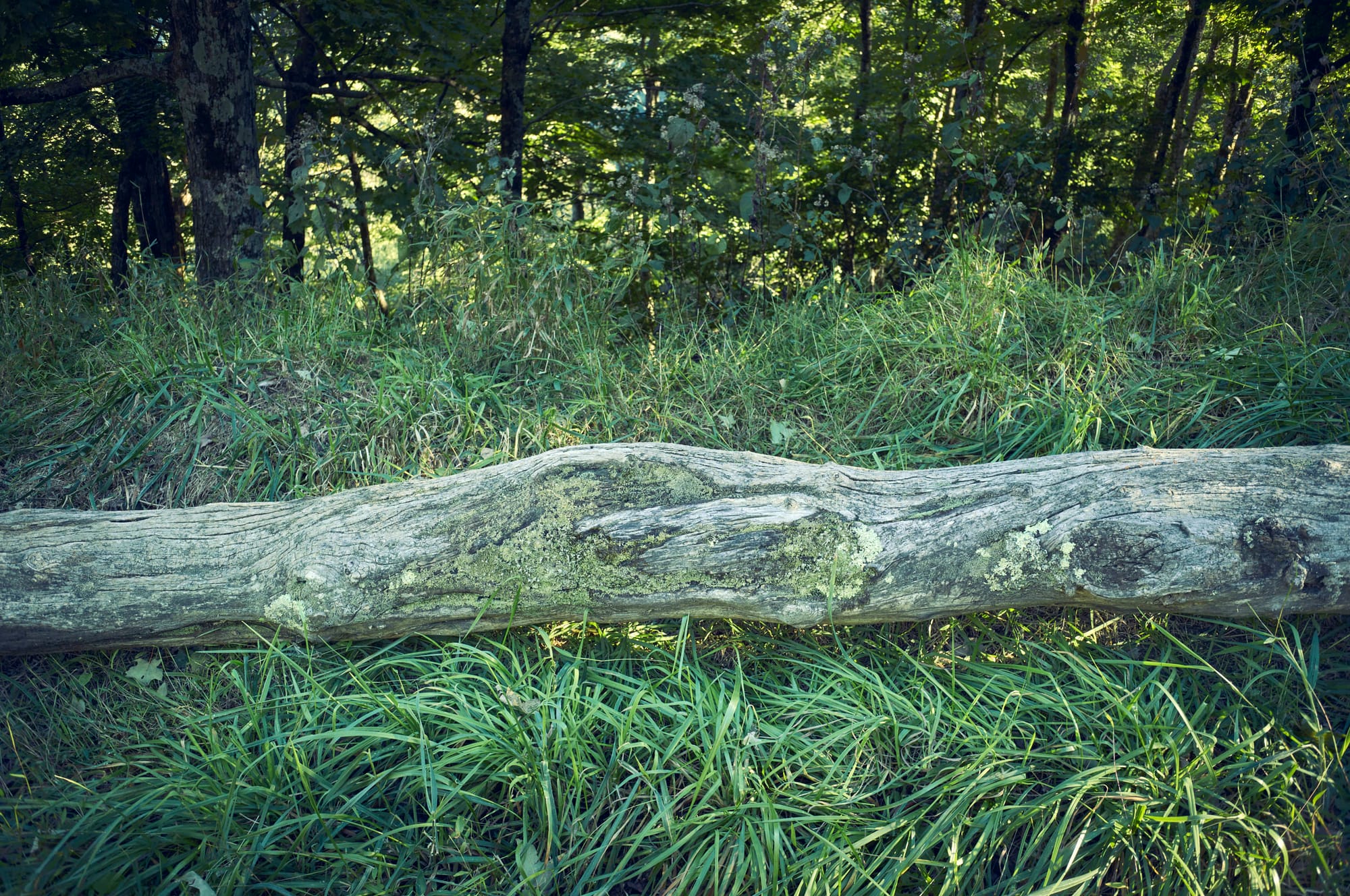 log with lichen and tall grass with sunlight in the forest behind it.