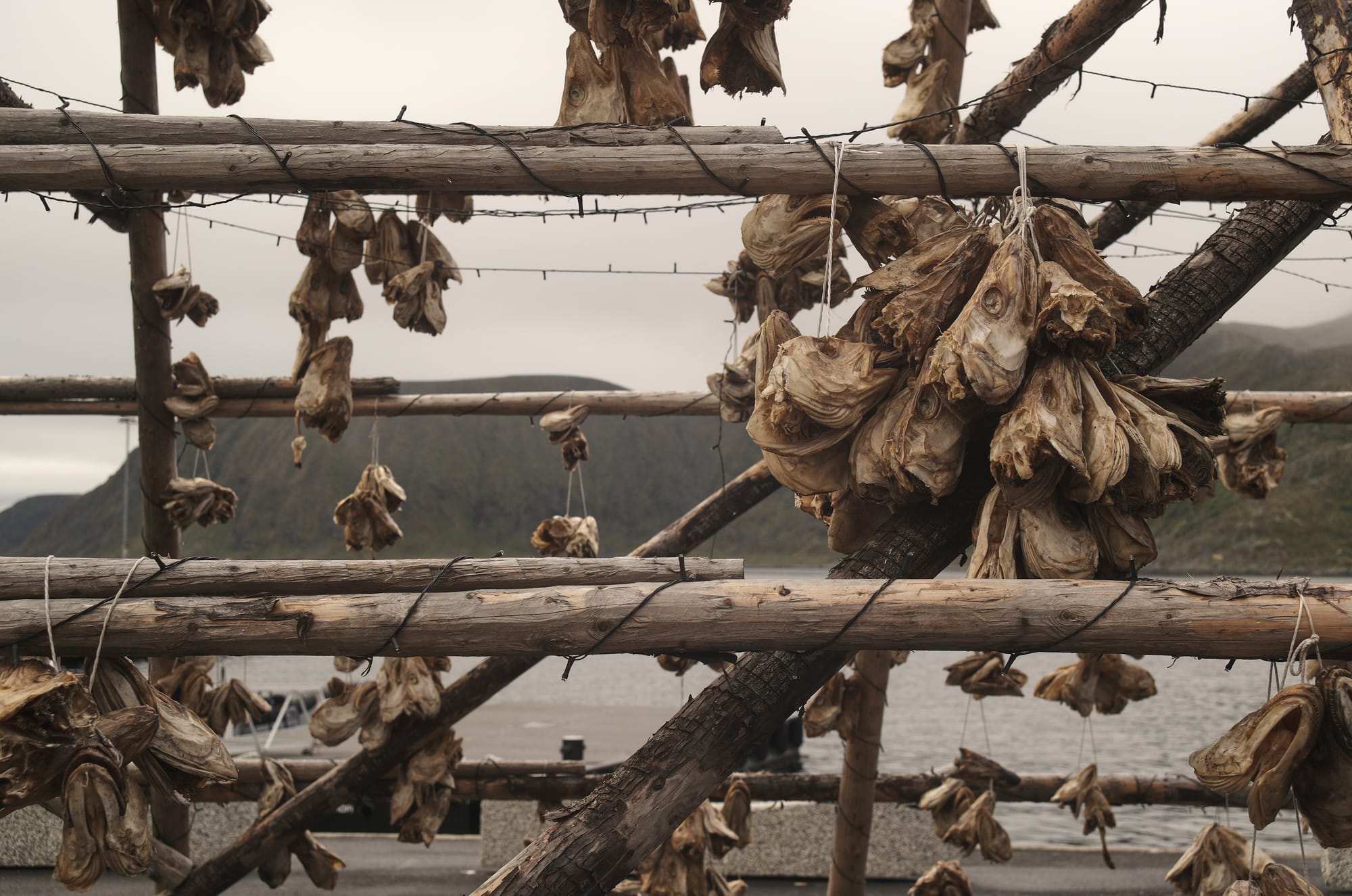 Drying fish tied to logs near the bay.