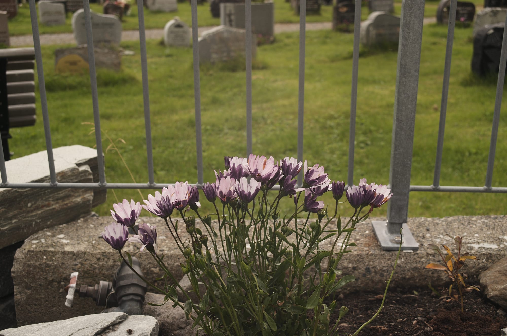 Flowers outside a cemetery fence.