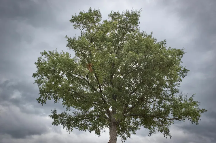 A green leaved oak tree with a dark, all-cloudy sky.