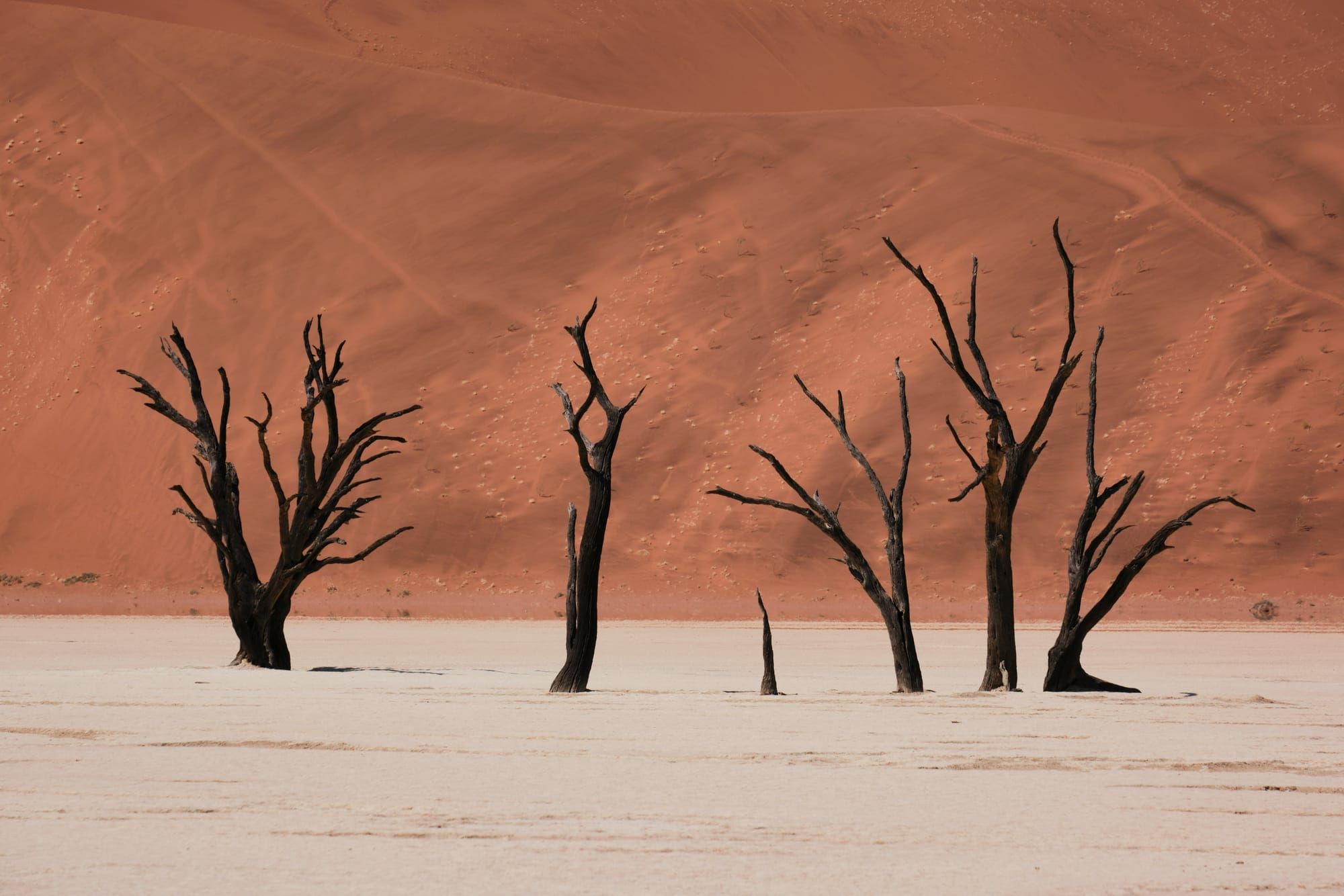 Still Standing: What 900-Year-Old Dead Trees in the Namib Can Teach Us About Endurance